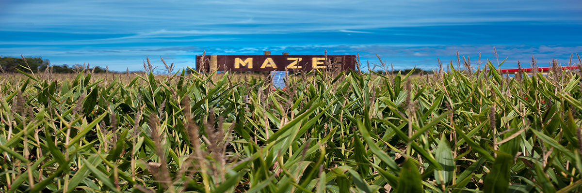Maize Maze